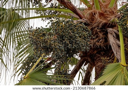 Green Palm Tree of the Family Arecaceae with fruits