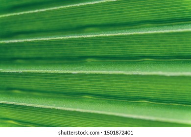 Green palm tree leaf background, close up, macro photography