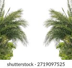 A green palm tree leaf frame isolated on white background, A elements for a winter holiday and Eid celebration frame, two palm trees on a transparent background
