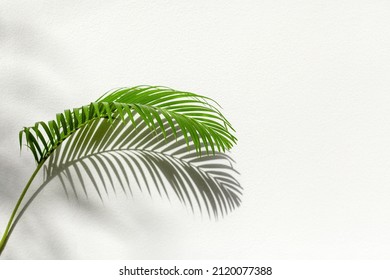 Green palm tree leaf shadow white texture wall, tropical leaves sunlight reflection background, plant branch shade backdrop, summer nature frame, floral pattern, foliage border decoration, copy space