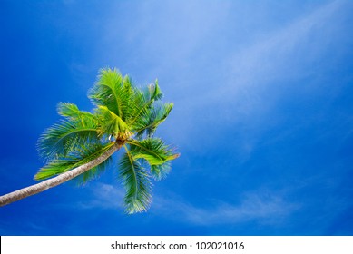 Green Palm Tree On Blue Sky Background