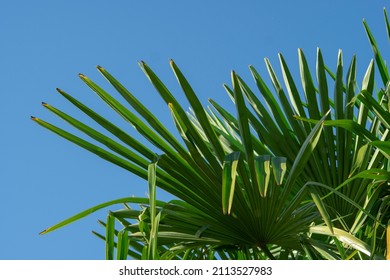 Green Palm Tree On Clear Blue Sky In Summer