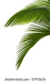 Green palm tree on white background