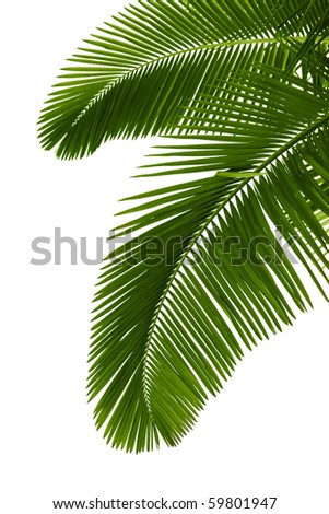 Green Palm Tree On White Background Stock Photo (Edit Now) 59801947