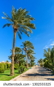 Green palm trees along the road to beach