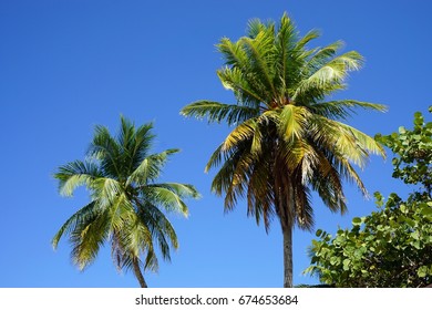 Green Palm Trees, Clear Blue Sky In The Back Located At Ocho Rios Bay Beach (Turtle Beach) In Jamaica