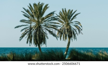 Similar – Palmen am Meer vor der Kulisse der Berge in Ägypten Dahab Süd-Sinai