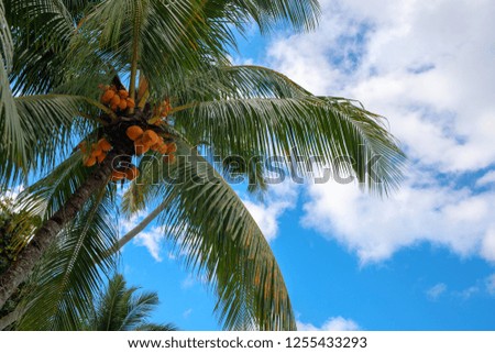 Green palm with yellow coconuts on blue sky background. Coco palm tropical landscape photo. Exotic place for vacation. Summer holiday escape destination. Sunny tropical paradise. Coco palm tree banner