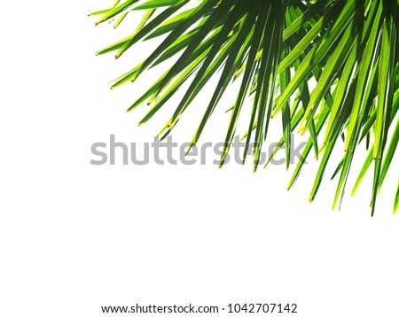 Green palms leaves isolated on white background. Borassus flabellifer, known as doub, palmyra, tala or toddy palm. Sun rays, backlight
