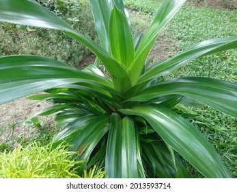 Green Pandanus Flower In The Garden 