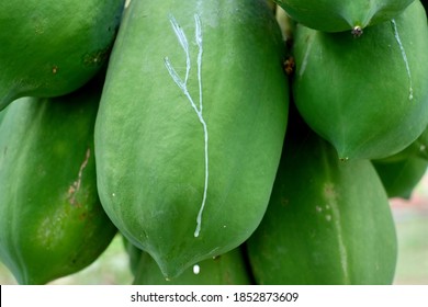 Green Papaya Contains Latex With The Enzyme Papain.