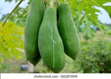 Green Papaya Contains Latex With The Enzyme Papain.