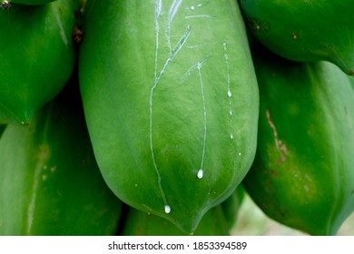 Green Papaya Contains Latex That Contains The Enzyme Papain.