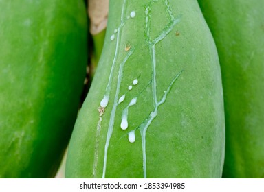 Green Papaya Contains Latex That Contains The Enzyme Papain.