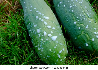 Green Papaya Contains Latex That The Enzyme Papain.