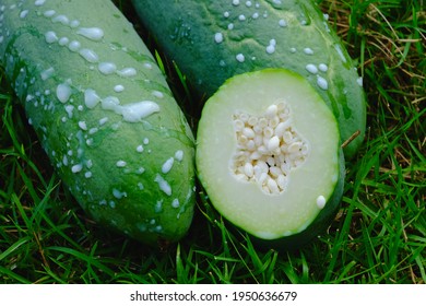 Green Papaya Contains Latex That The Enzyme Papain.