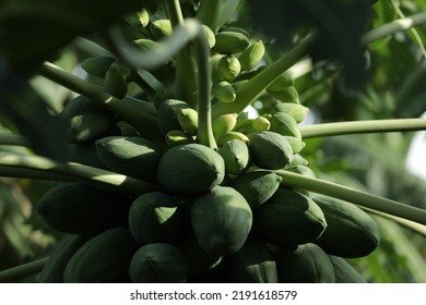 Green Papaya Fruit And Beautiful Light