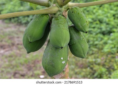 Green Papaya Fruit Hanging On The Tree