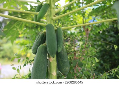 Green Papaya Fruit On The Stem