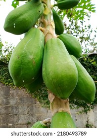 Green Papaya Fruit On Tree