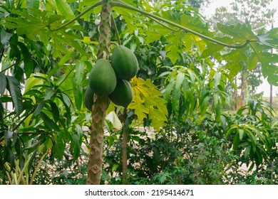 Green Papaya Fruit On The Tree