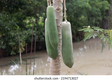 Green Papaya Fruit Wiht Natural Light