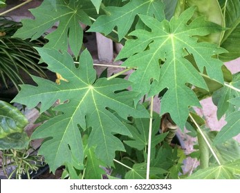 The Green Papaya Leaves