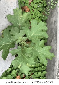 Green papaya leaves grow in the gutter of the house - Shutterstock ID 2368336071