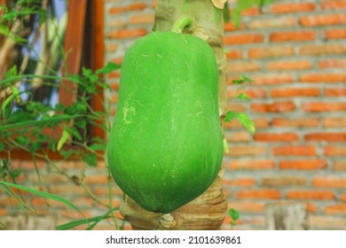 Green papaya stand on the tree