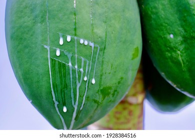 Green Papaya And White Latex With Papain Enzyme.