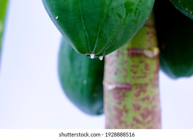 Green Papaya And White Latex With Papain Enzyme.