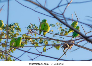 Green Parakeet