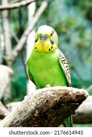 Green Parakeet Bird On The Branch