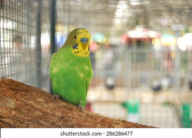 Green Parakeet In Cage