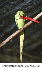 A Green Parakeet Enjoying A Red Chilli