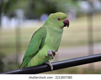 Green Parakeet Having A Snack