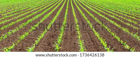 Green parallel lines of a young corn field in May. The field is just plowed and the ground is moist and clean of weeds . Maize plants just started to sprout and stalks are a few inches high.