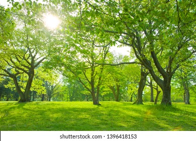 Green park in the morning - Shutterstock ID 1396418153