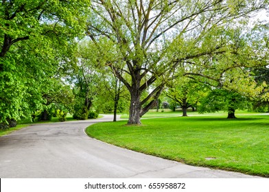 Green Park With Road, Trees Alley