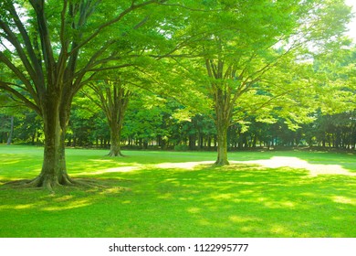 Green Park , Shade Of Trees