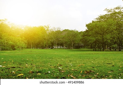 Green Park And Tree In Garden Under Sunset Background. Exercise And Relax. 