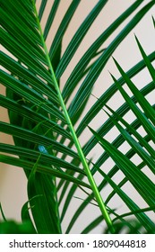 Green Parlor Palm Plant Leaves. Indoor Plant.