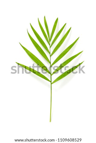 Green parlor palm tree leaf, isolated on white background.