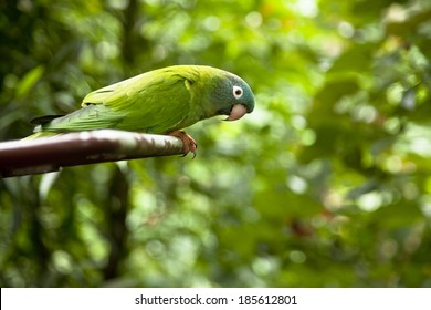 Green Parrot. 