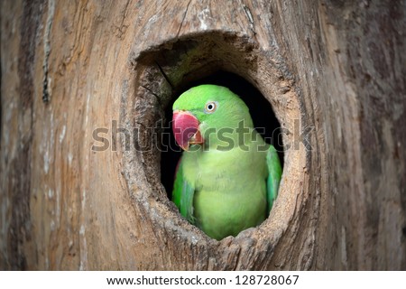 Green parrot.