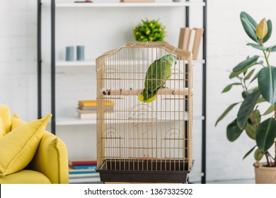 Green Parrot In Bird Cage Near Green Ficus And Rack In Living Room