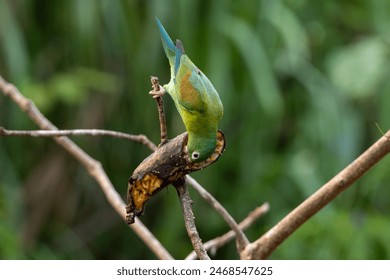 A Green Parrot Eating a Banana - Powered by Shutterstock