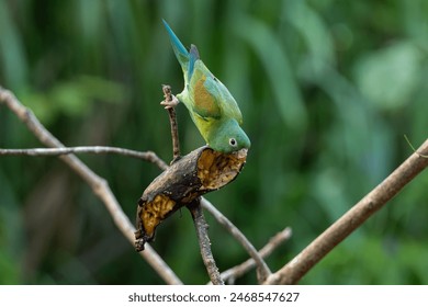 A Green Parrot Eating a Banana - Powered by Shutterstock