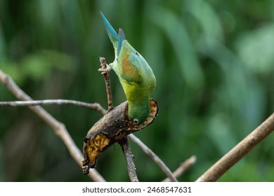 A Green Parrot Eating a Banana - Powered by Shutterstock