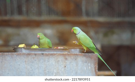 Green Parrot Eating Food Image